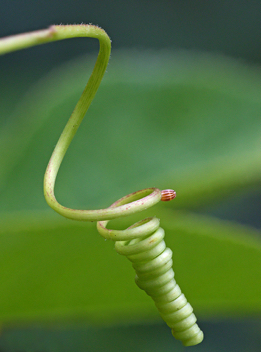 Gulf Fritillary egg on Passion Vine